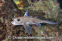 Spotted Ratfish Photo - Andy Murch