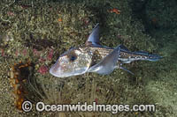 Spotted Ratfish Photo - Andy Murch