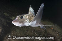 Rabbit Fish Photo - Andy Murch