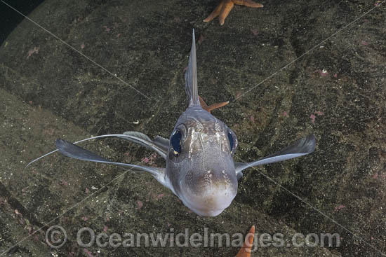 Rabbit Fish Chimaera photo