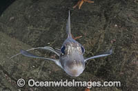 Rabbit Fish Chimaera Photo - Andy Murch