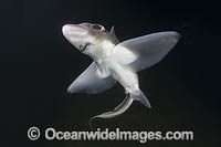 Rabbit Fish Photo - Andy Murch