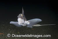 Rabbit Fish Photo - Andy Murch