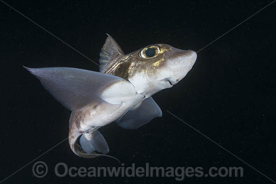 Rabbit Fish Chimaera photo