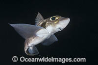 Rabbit Fish Chimaera Photo - Andy Murch