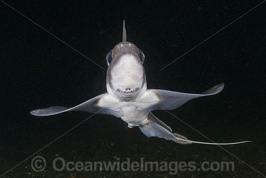Rabbit Fish photo