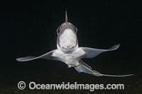 Rabbit Fish Photo - Andy Murch