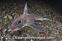 Rabbit Fish Chimaera Photo - Andy Murch
