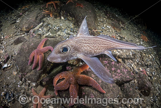 Rabbit Fish photo Rabbit Fish photo