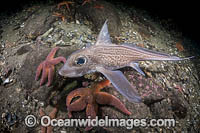 Rabbit Fish Photo - Andy Murch