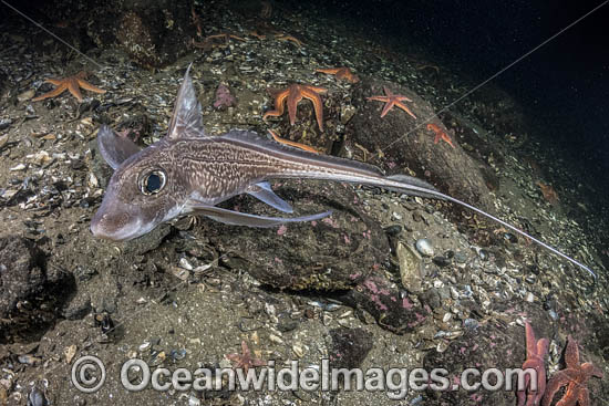 Rabbit Fish Chimaera photo Rabbit Fish Chimaera photo