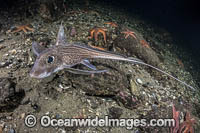 Rabbit Fish Chimaera Photo - Andy Murch