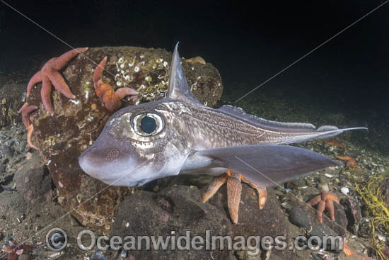Rabbit Fish photo