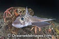 Rabbit Fish Photo - Andy Murch