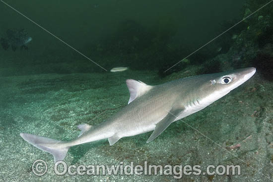 Japanese Spurdog photo Japanese Spurdog photo