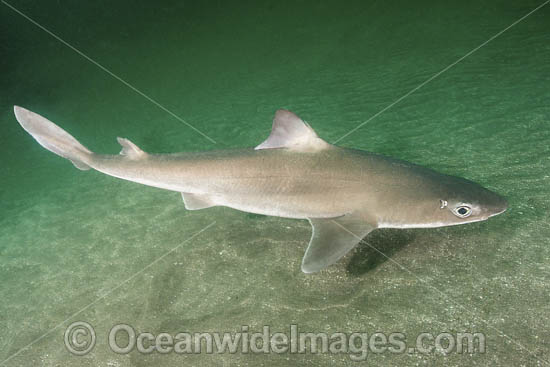 Japanese Spurdog photo