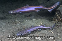 Velvet Belly Lanternshark Photo - Andy Murch