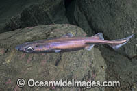 Velvet Belly Lanternshark Photo - Andy Murch