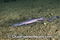 Velvet Belly Lanternshark Photo - Andy Murch