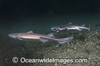Velvet Belly Lanternshark Photo - Andy Murch