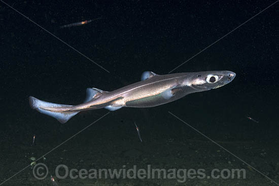 Velvet Belly Lanternshark photo Velvet Belly Lanternshark photo