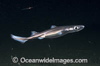 Velvet Belly Lanternshark Photo - Andy Murch