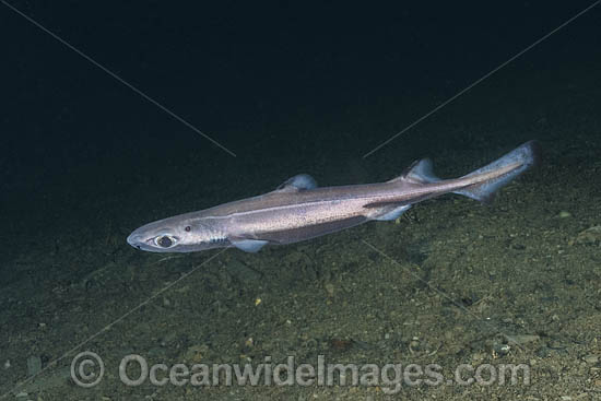 Velvet Belly Lanternshark photo Velvet Belly Lanternshark photo