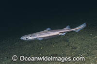 Velvet Belly Lanternshark Photo - Andy Murch