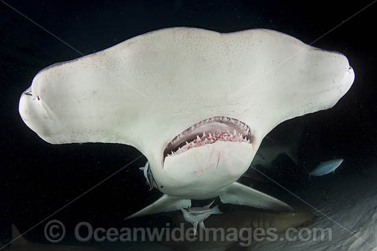 Great Hammerhead Shark photo Great Hammerhead Shark photo