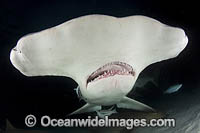 Great Hammerhead Shark Photo - Andy Murch