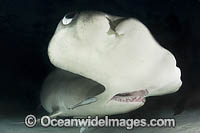 Great Hammerhead Shark Photo - Andy Murch
