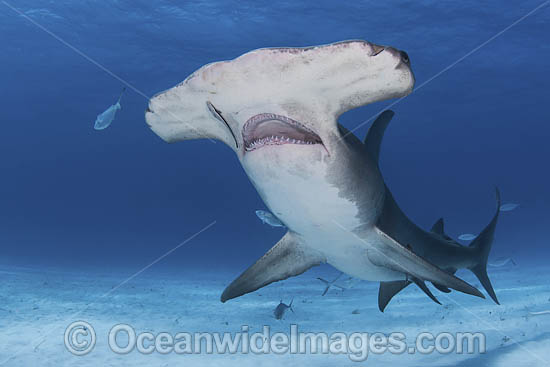 Great Hammerhead Shark photo Great Hammerhead Shark photo
