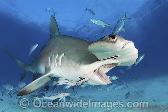 Great Hammerhead Shark photo Great Hammerhead Shark photo