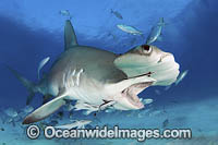 Great Hammerhead Shark Photo - Andy Murch