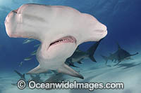 Great Hammerhead Shark Photo - Andy Murch