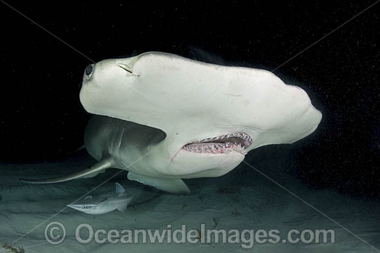 Great Hammerhead Shark photo