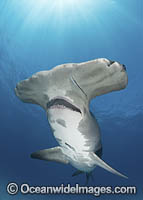 Great Hammerhead Shark Photo - Andy Murch