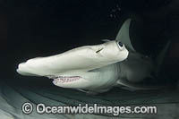 Great Hammerhead Shark Photo - Andy Murch