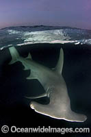 Great Hammerhead Shark Photo - Andy Murch