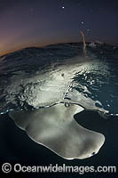 Great Hammerhead Shark Photo - Andy Murch