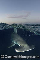 Great Hammerhead Shark Photo - Andy Murch