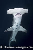 Great Hammerhead Shark Photo - Andy Murch