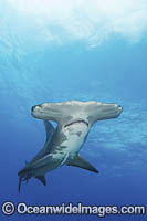 Great Hammerhead Shark Photo - Andy Murch
