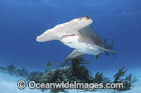 Great Hammerhead Shark Photo - Andy Murch