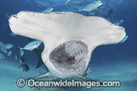 Great Hammerhead Shark Photo - Andy Murch