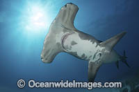 Great Hammerhead Shark Photo - Andy Murch