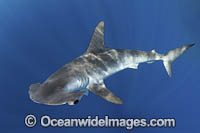 Smooth Hammerhead Shark Photo - Andy Murch