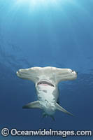 Great Hammerhead Shark Photo - Andy Murch