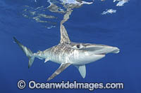 Smooth Hammerhead Shark Photo - Andy Murch