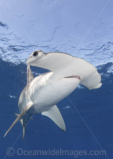 Smooth Hammerhead Shark photo